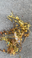 Sargassum fluitans