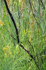 Indigofera filifolia