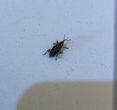 Metamasius hemipterus