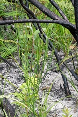Indigofera filifolia
