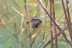 Acrocephalus melanopogon