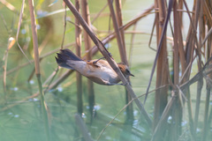 Acrocephalus melanopogon