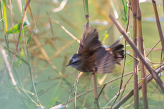 Acrocephalus melanopogon