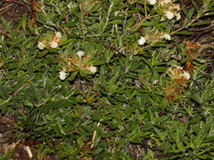 Teucrium montanum