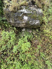 Rhynchoglossum obliquum