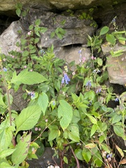 Rhynchoglossum obliquum