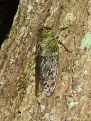 Dyticopycna semiclara