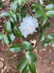 Camellia sasanqua