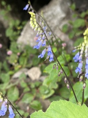 Rhynchoglossum obliquum