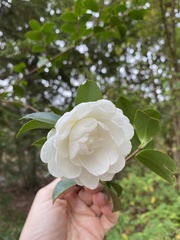 Camellia sasanqua