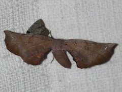 Parepisparis multicolora