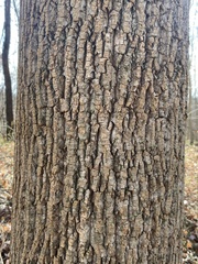 Liriodendron tulipifera