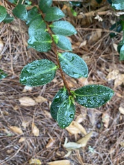 Camellia sasanqua