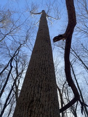Liriodendron tulipifera