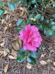 Camellia sasanqua