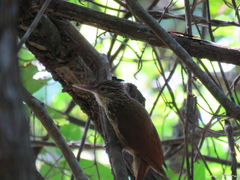 Dendroplex picus