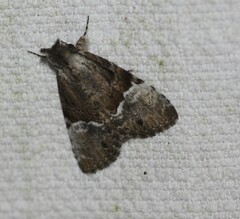 Alophosoma emmelopis