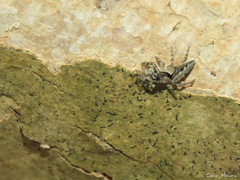 Platycryptus magnus