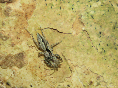 Platycryptus magnus