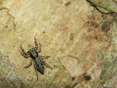 Platycryptus magnus