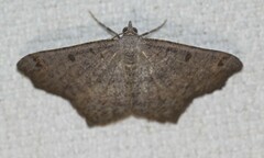 Dissomorphia australiaria