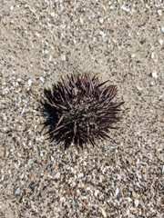 Strongylocentrotus purpuratus