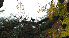 Corvus frugilegus