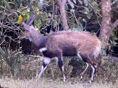 Tragelaphus sylvaticus
