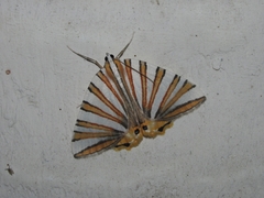Pityeja histrionaria
