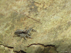 Platycryptus magnus