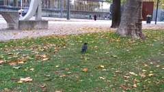 Corvus cornix × corone