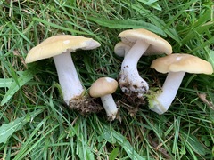 Entoloma bicolor