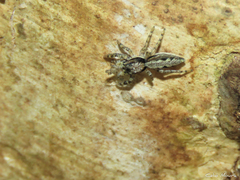 Platycryptus magnus