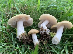 Entoloma bicolor