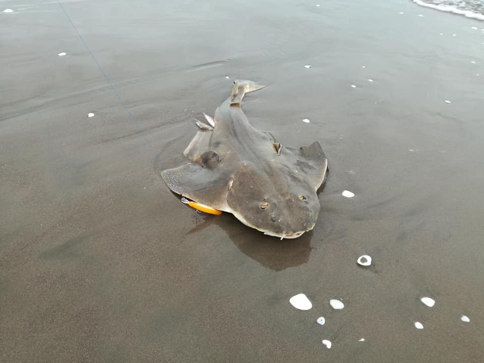Chilean angelshark (Squatina armata) — Squatinidae