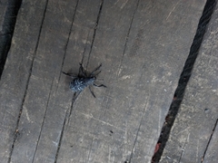 Aegorhinus superciliosus