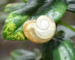 Sheldoniinae