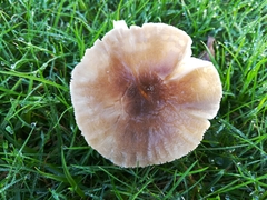 Dermoloma cuneifolium