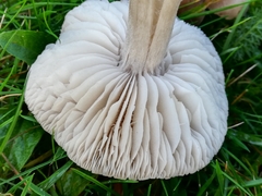 Dermoloma cuneifolium