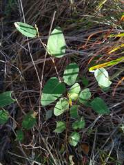 Desmodium psilophyllum