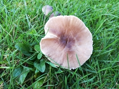 Dermoloma cuneifolium