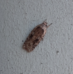 Agonopterix pulvipennella