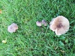 Dermoloma cuneifolium