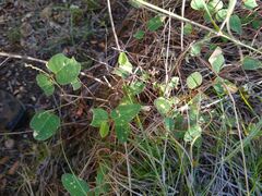 Desmodium psilophyllum
