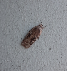 Agonopterix pulvipennella