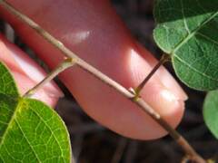 Desmodium psilophyllum