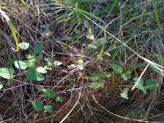 Desmodium psilophyllum