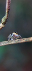 Maeota