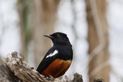 Thamnolaea cinnamomeiventris autochthones