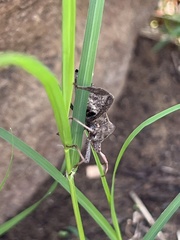 Acanthocephala femorata